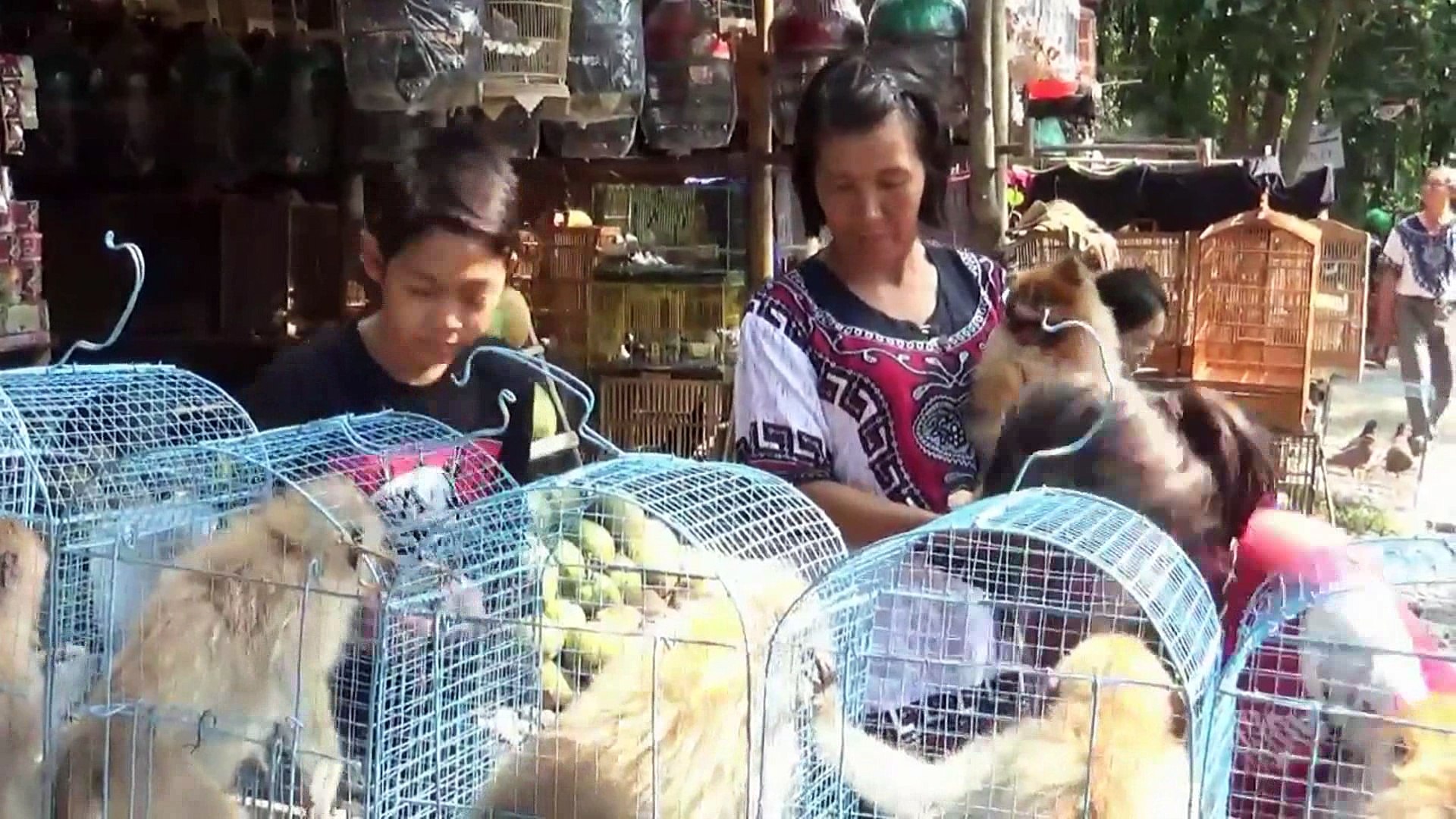 Selling Monkeys, Monkey Market