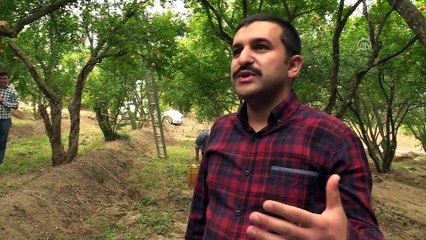 Orta Sakarya Vadisi'nde nar üretimi yüzde 50 arttı - BİLECİK