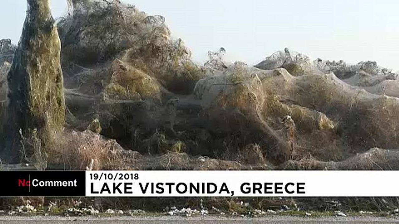 Арахнофобам здесь не место