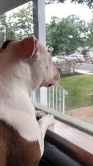 Qué tierno : este perro espera desesperadamente el regreso de su ama