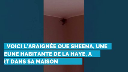 Elle découvre une araignée dans sa maison!