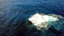 Humpback whale takes swipe at over-eager diver