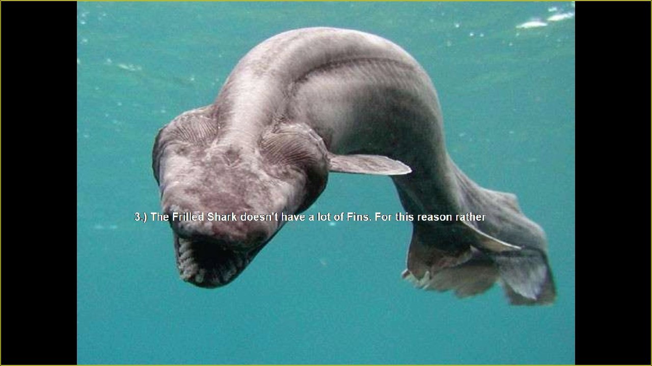 13 Random Facts: Frilled Shark