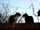 Combat de chats