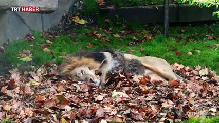 Aslanlar sonbaharın tadını yapraklarda yuvarlanarak çıkarıyor