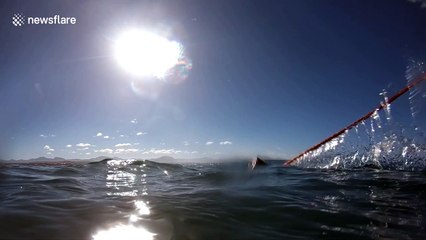 Breaching great white shark obscures sun completely
