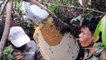 Ces cambodgiens viennent récolter le miel d'une ruche sauvage : impressionnant
