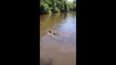 Il nage avec des alligators sauvages qui s'approchent dangereusement de lui