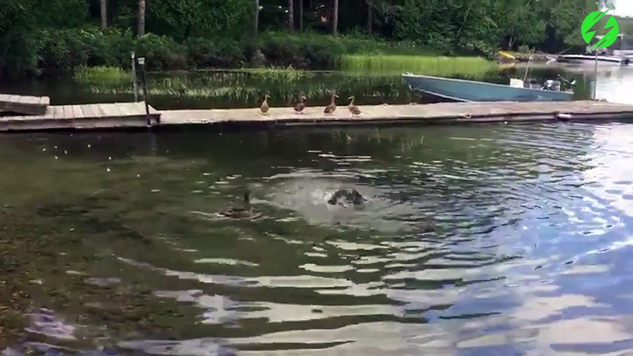 Un canard se fait dévorer par une tortue serpentine