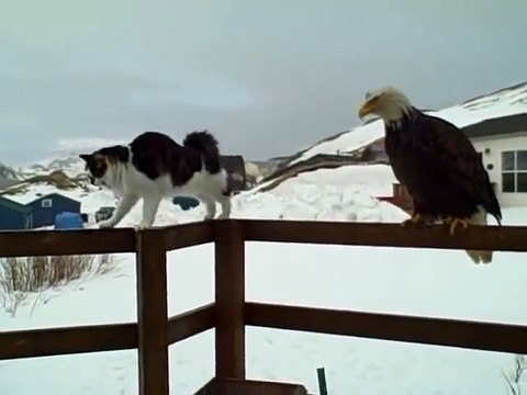 Un chat qui n'a pas peur des aigles... il devrait pourtant