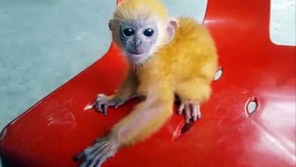 Golden apes learn to climb