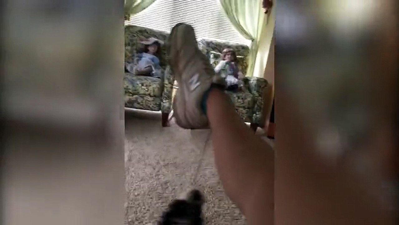 LOL Tiny Dog balançoires à partir d'une dentelle de chaussure