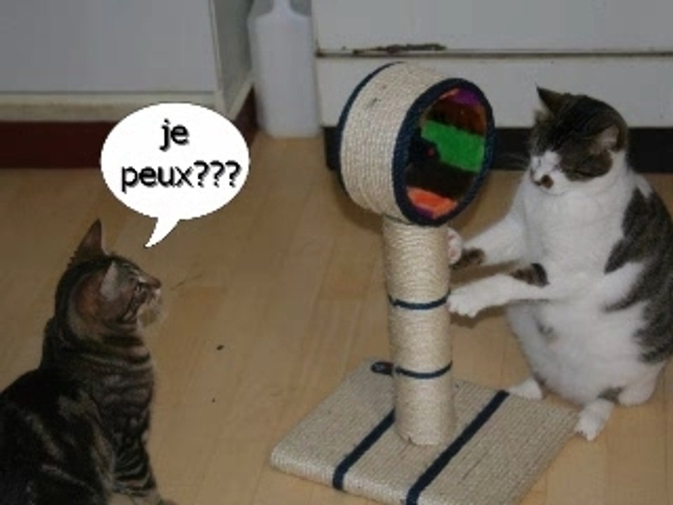 Noel entrechats