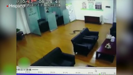Una enorme pitón interrumpió una reunión en un banco en China