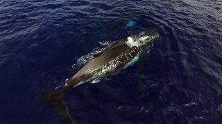 Enjoy a couple images of the beautiful humpback whales of Tahiti !Thank you TAHITI ITI DIVING for the awesome experience !XTreme Video AquaTech Air Tahiti Nui