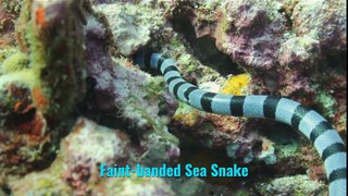 Faint-banded Sea Snake