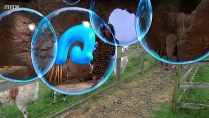 Sue Keeper gets all her facts wrong when she talks about llamas