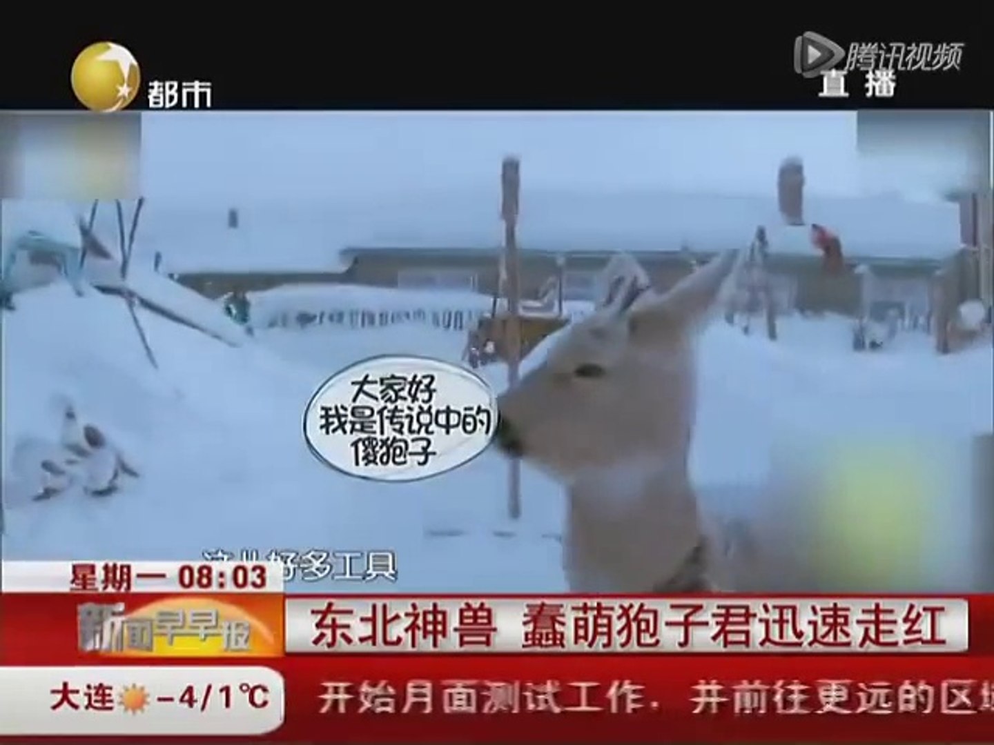 東北神獸 蠢萌狍子君網絡走紅