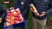 Des nouvelles variétés de pommes dans nos étals