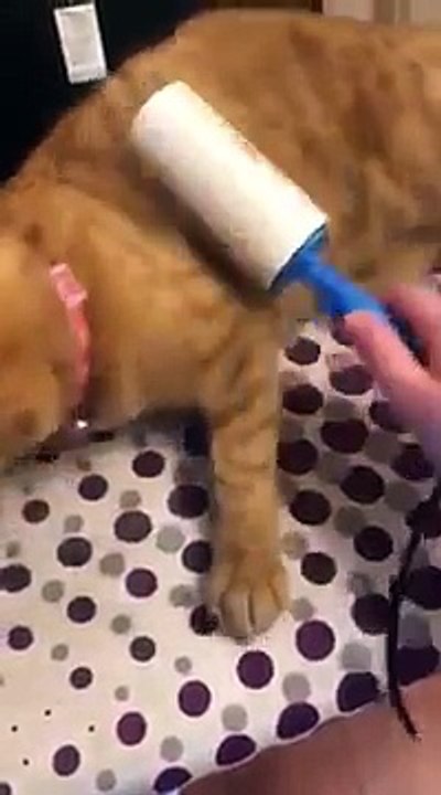 Cat enjoys getting lint rolled