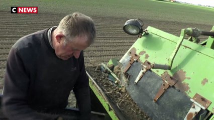 La récolte des pommes de terre s'annonce mauvaise