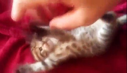 Kitten getting tickled