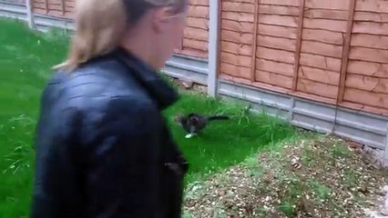 David Attenborough Narrates Domestic Cat s Life