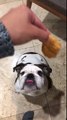 Dog anxiously waits for chicken nugget and then misses trying to catch it