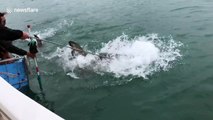 Bait handler enters into vicious tug-of-war with great white shark