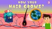 How Your Hair Grows? - The Dr. Binocs Show | Best Learning Videos For Kids | Peekaboo Kidz