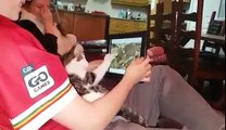 cat sees images of mice on an ipad and tries to catch them