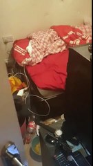 finds owl trapped in his brother's room