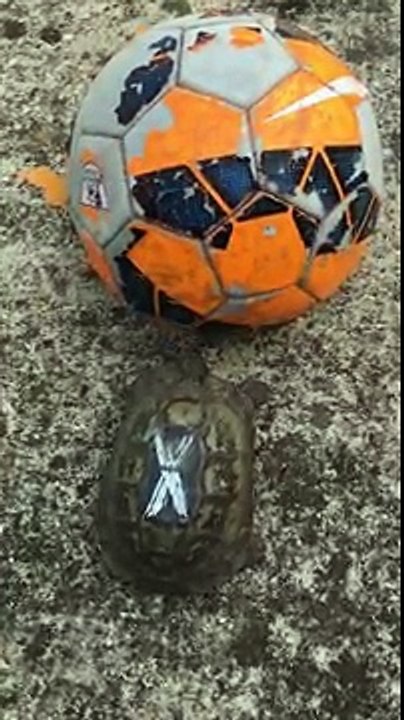 Tortoise playing with a football