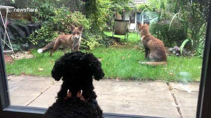 Adorable dog has 'standoff' through window with three young foxes