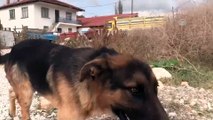 İstanbul'dan gelip sokak köpekleri için ev kiraladı - BİLECİK