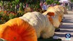 Here in Ludwigsburg some farmers battle to win the European championship for pumpkin size