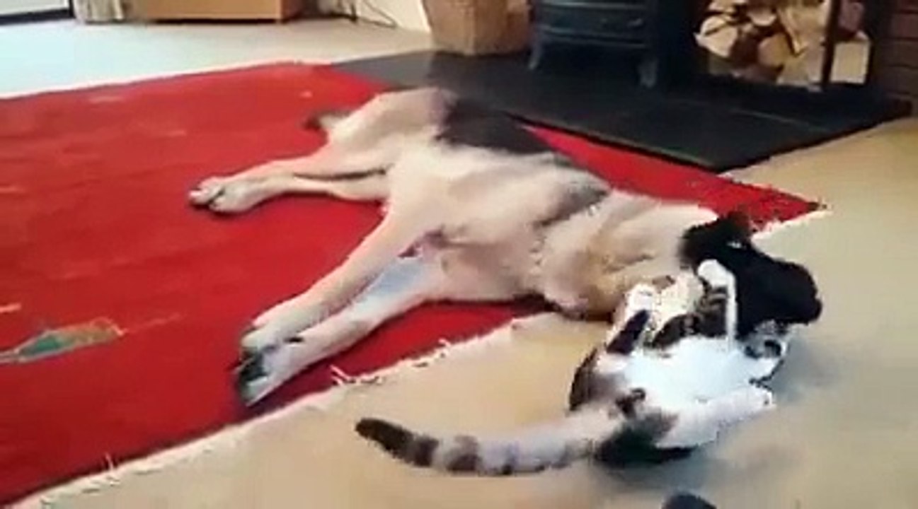kitten playing with dog