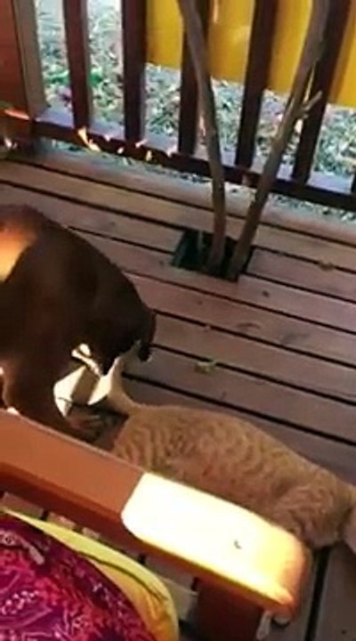 moody cat does not like dag