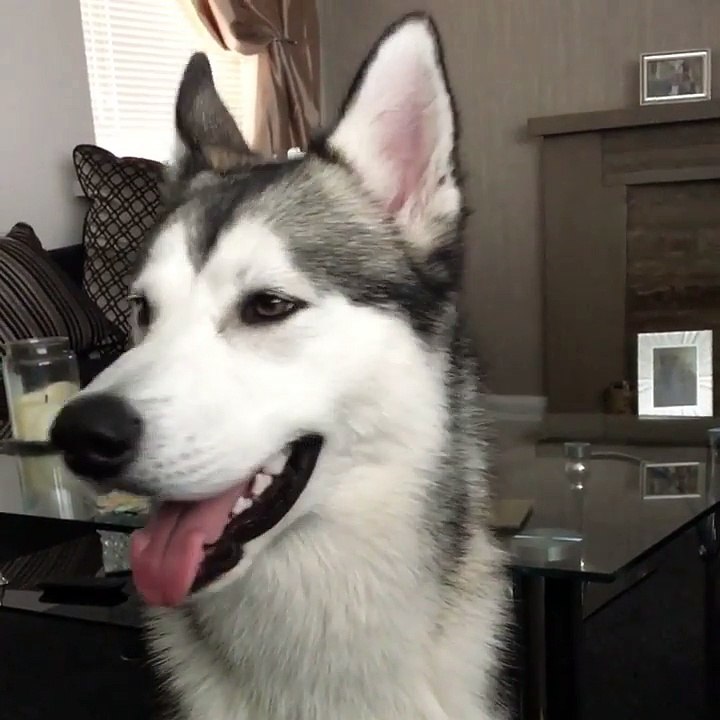 Husky Doesn't Want Anything Else But Beer
