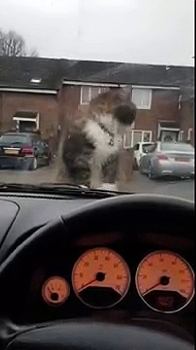 cat chills on lads car bonnet and wont get off