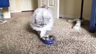 Fluffy grey cat plays with its water