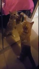 Cat keeps batting at it s own reflection