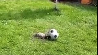 tortoise plays with football