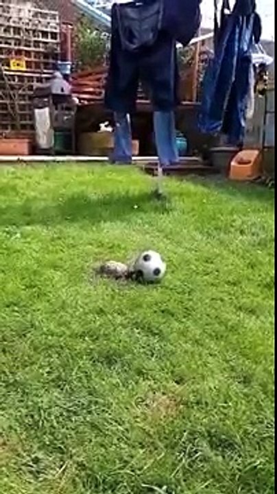 tortoise plays with football