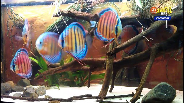 Animal Planet _ DISCUS FISH Beautiful