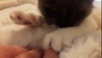 Kitten kneads fluffy blanket and falls asleep