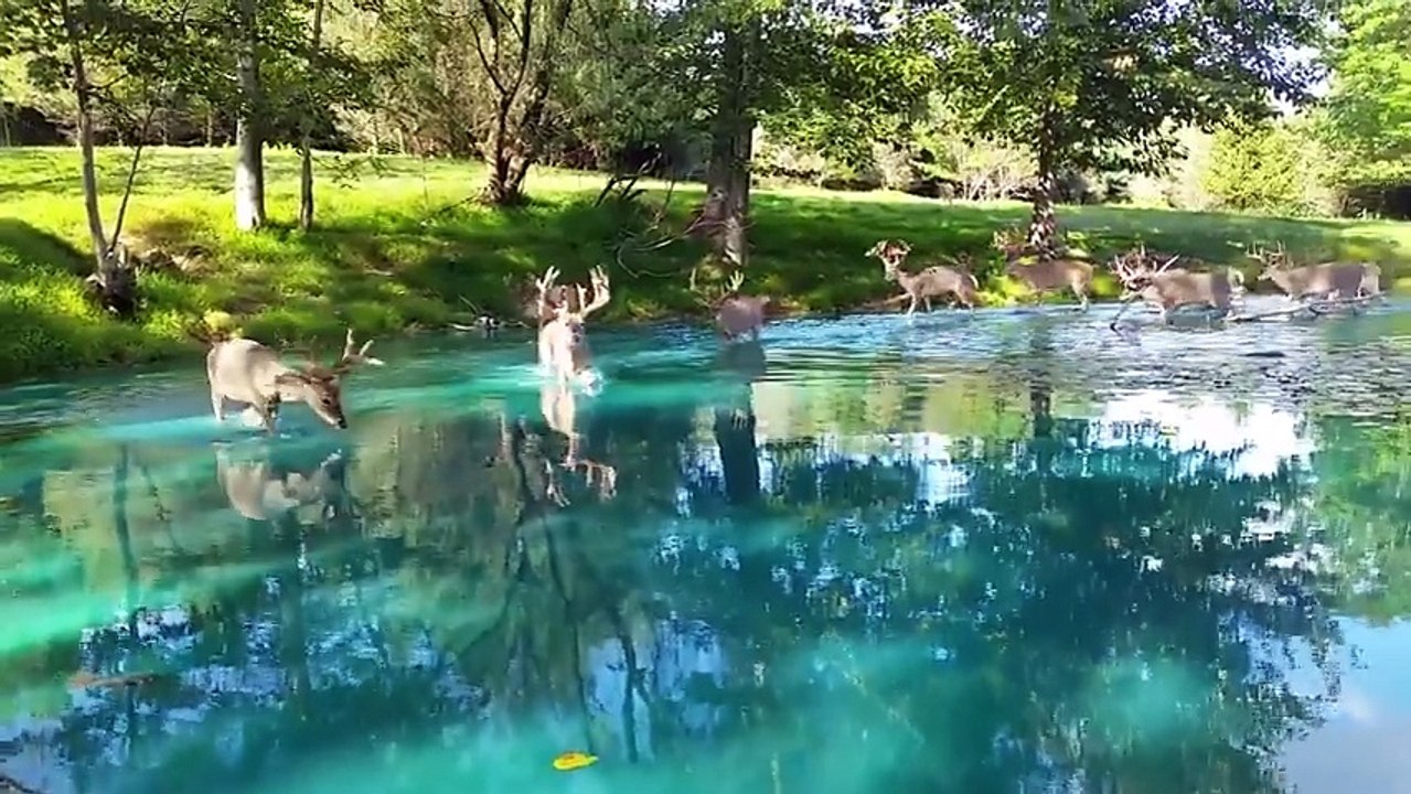 How Epic of Bucks Walking In Blue Water