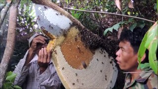 Ces cambodgiens viennent récolter le miel d'une ruche sauvage : impressionnant