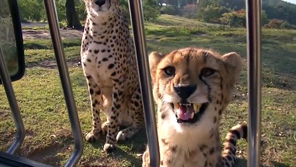 La preuve que les guépards sont juste des gros chats... Miaou