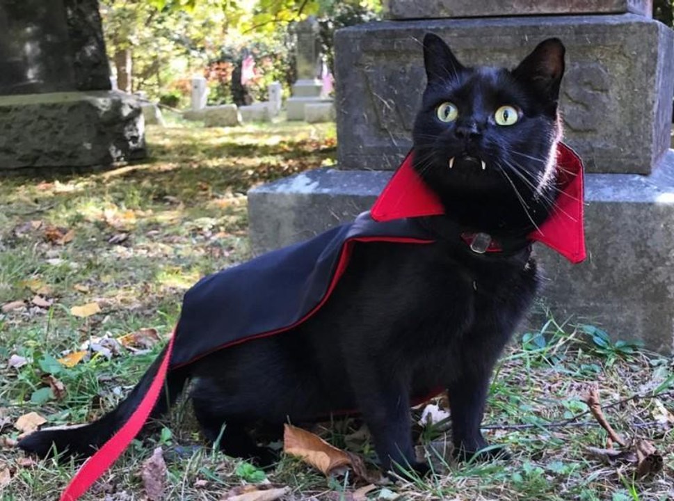 INSTACUTE : Le chat vampire
